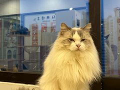 -有喵·猫咖·狗咖·30几只猫10只小狗(岗厦店)