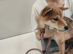 -艾吉宠物医院·疑难杂症转诊中心·猫友好(碧江路院)