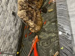 -常赢三兄弟·清真涮肉·清真炒菜(朝阳新城店)