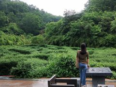 -大屏嶂森林公园
