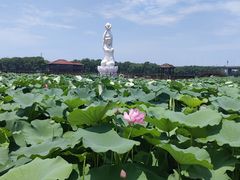-荷塘月色湿地公园·向阳花洲