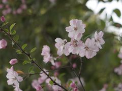 -东梓关景区村庄