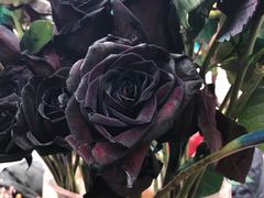 -荷兰花海