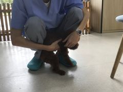 -哆趣宠物医院·眼科·内镜·急重症转诊中心(上海店)