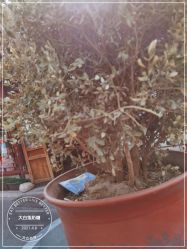 -大白兔奶糖(南锣鼓巷店)