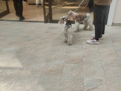 -斯普瑞斯奥特莱斯