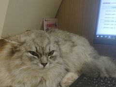-瑞派康怡24h宠物医院·犬猫医疗中心·微创绝育(瑞景分院)