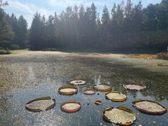 -上海滨江森林公园