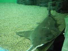 -上海海洋水族馆