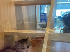 -爪爪喵星球·猫舍(前海卓越店)