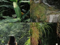 -铁山坪森林公园