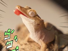 -酷以爬仙阁实体爬宠店·守宫·蜥蜴·专业繁育