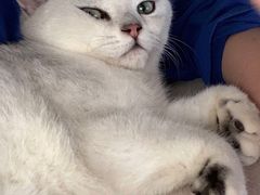 -lincat·猫舍(广州店)