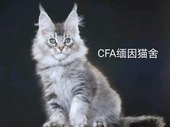 -70cat德文卷毛猫·缅因猫纯种猫舍