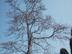 -武陵山森林公园