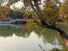 -惠州西湖风景名胜区-丰渚园