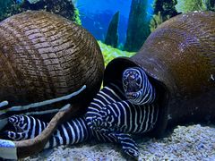 -芜湖新华联大白鲸海洋公园