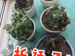 -秦美花卉(天朗·莱茵小城2期店)