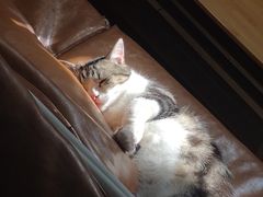 -李小姐の猫咖啡馆(五角场店)