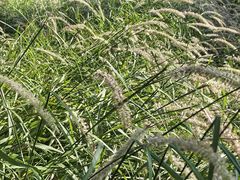 -汉长安城未央宫国家考古遗址公园