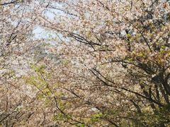 -高东镇樱花园