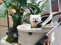 -樱桃家的宠物店(君安花园店)