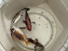 -小猫钓鱼海钓俱乐部(椰梦长廊店)