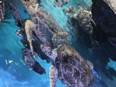 -烟台海昌鲸鲨海洋公园