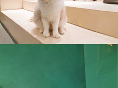 -飞行喵MR PILOT|猫舍·猫咖(静安大融城店)