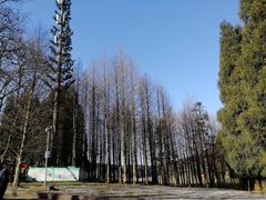 -武陵山森林公园