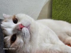 -欣宠猫屋·矮脚拿破仑·蓝金金渐层