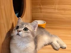-猫十亿·布偶金渐层·曼基康矮脚猫舍(青年路店)