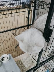 -镁连社·美联社