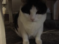 Anne猫窝咖啡屋-Anne猫窝咖啡屋
