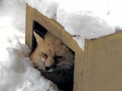 -宫城藏王狐狸村