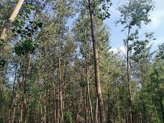 -合肥滨湖国家森林公园