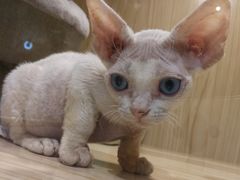 -屋虎猫馆(宝安大仟里店)