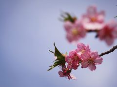 -顾村公园