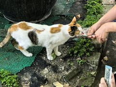 -西园寺素食(西园弄戒幢律寺店)