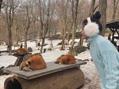 -宫城藏王狐狸村