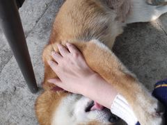 -柴犬高等学院·狗咖·柴犬售卖·宠物训练
