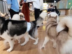 -Husky Go! 哈士奇体验馆·宠物咖啡厅狗咖