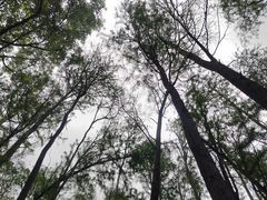 -上海共青森林公园