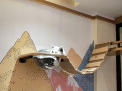 -滚猫咖啡·猫咖·猫友好撸猫(未来城店)
