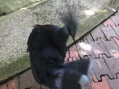 -吉隆坡雀鸟公园