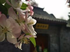 -海棠花溪(元大都城垣遗址公园)