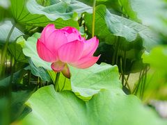 -陈家山荷花公园