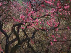 -梅花山(明孝陵内)