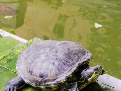 -西安大兴善寺