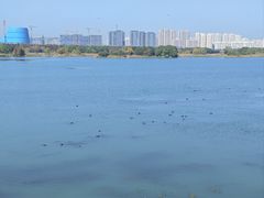 -贡湖湾湿地公园